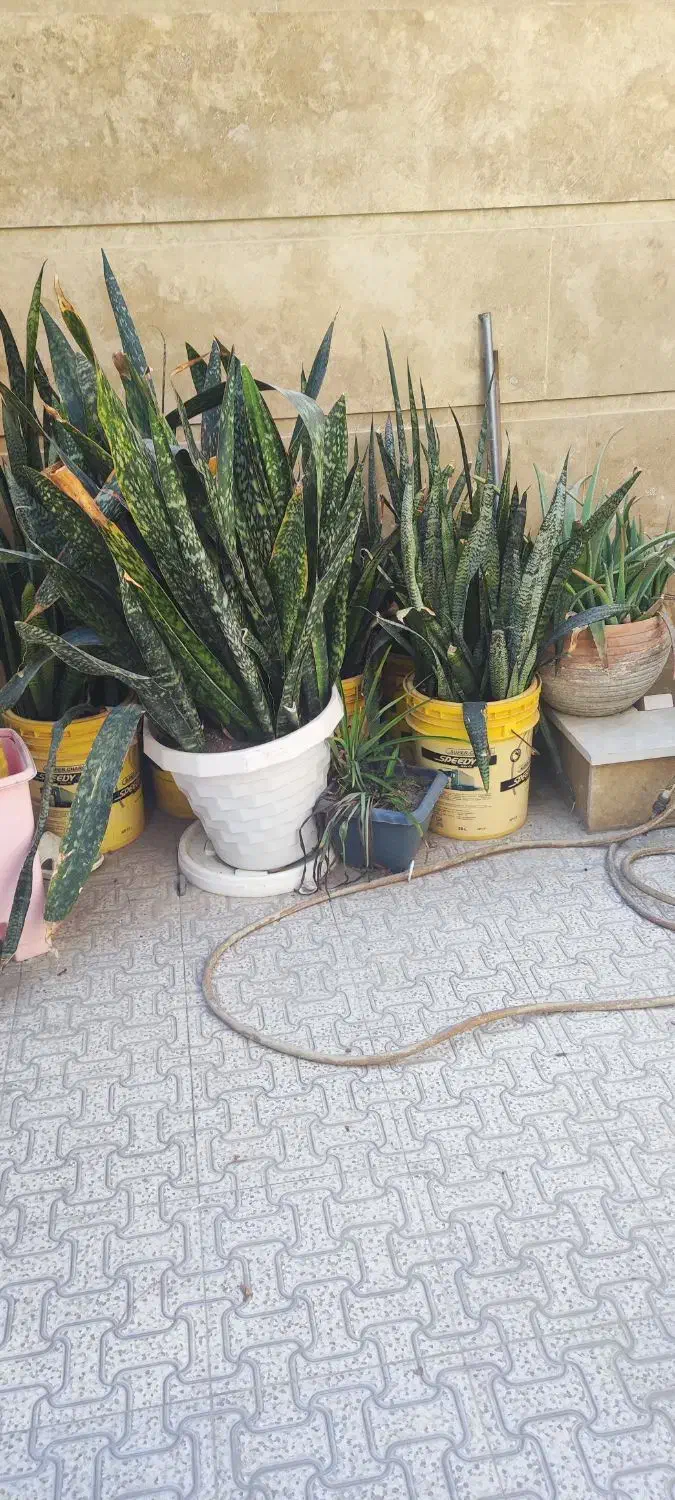 گلهای سانسوریا|گل و گیاه طبیعی|چابهار, |دیوار