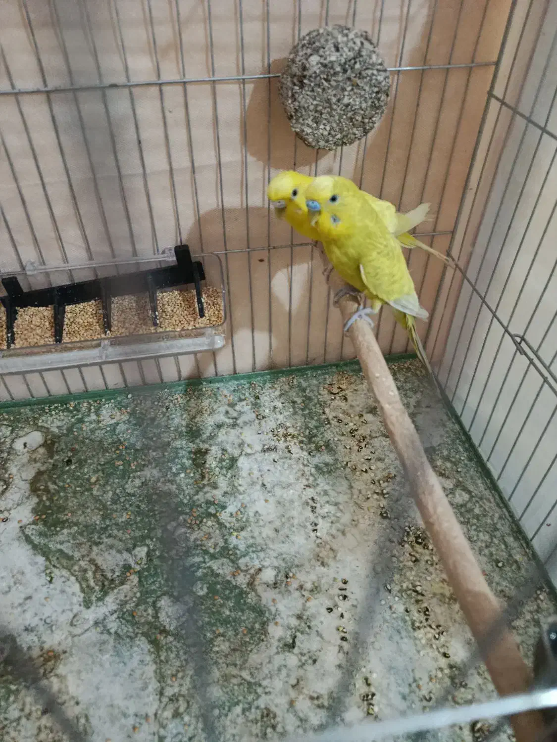 دو جفت مرغ عشق مولد با قفسو لوازنم فقط هشتصد|پرنده|الیگودرز, |دیوار