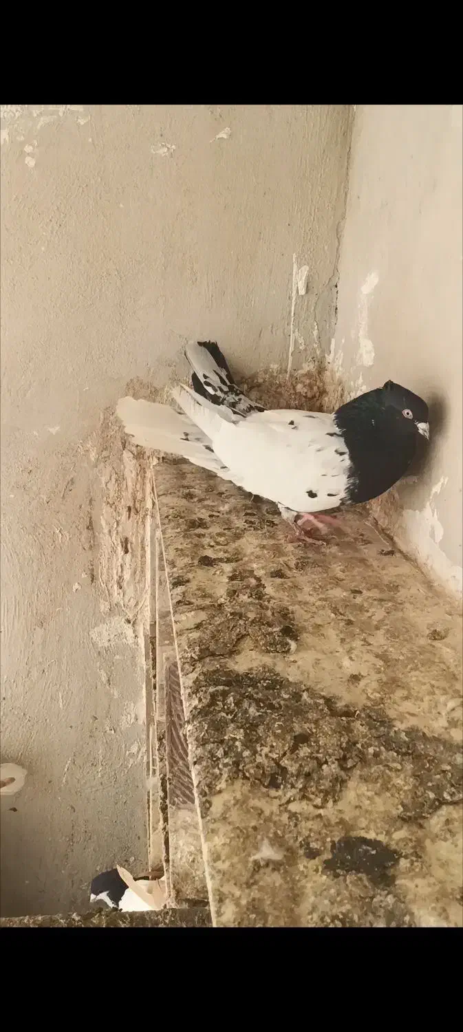 نر کله سیاه|پرنده|تربت‌حیدریه, آغوی|دیوار