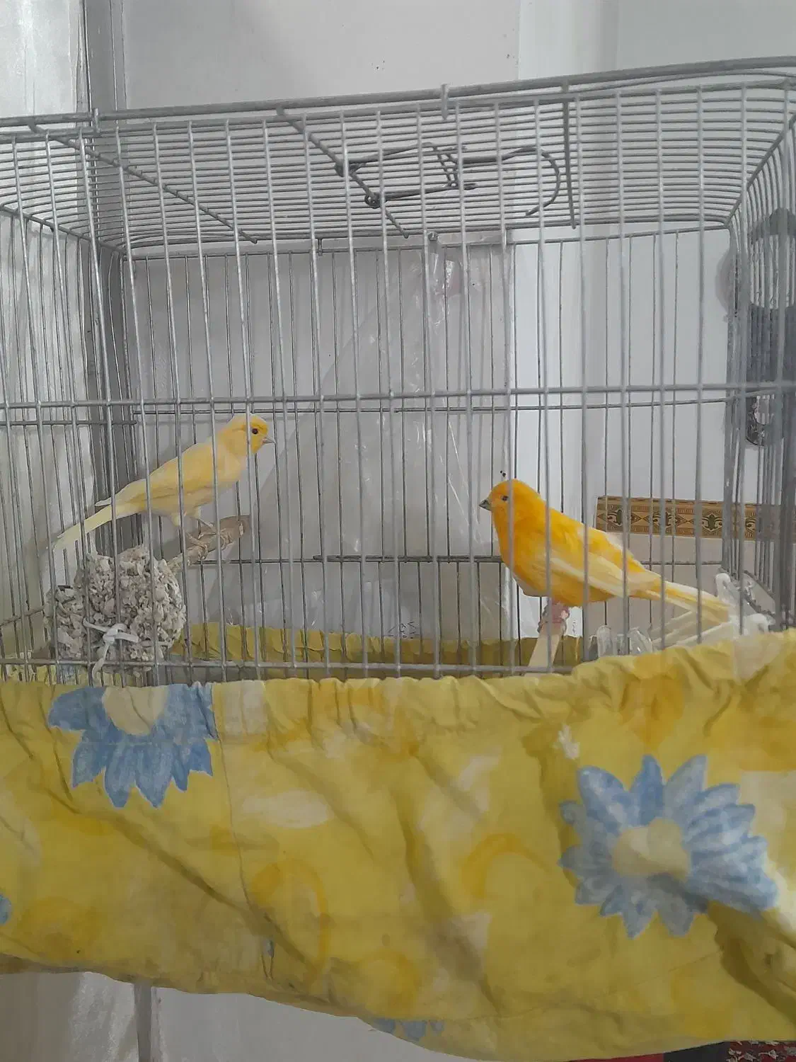 قناری نروماده|پرنده|کنگاور, |دیوار