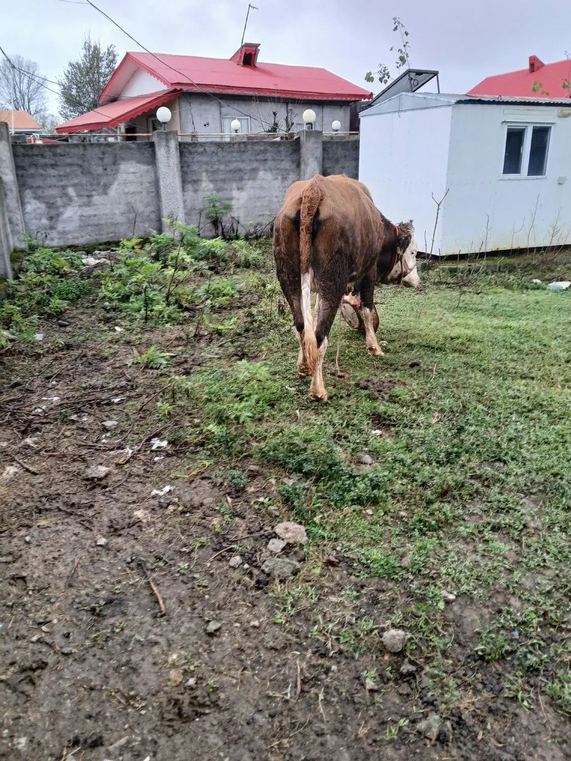 گاو سیمینتال آبستن|حیوانات مزرعه|لاهیجان, آهندان|دیوار