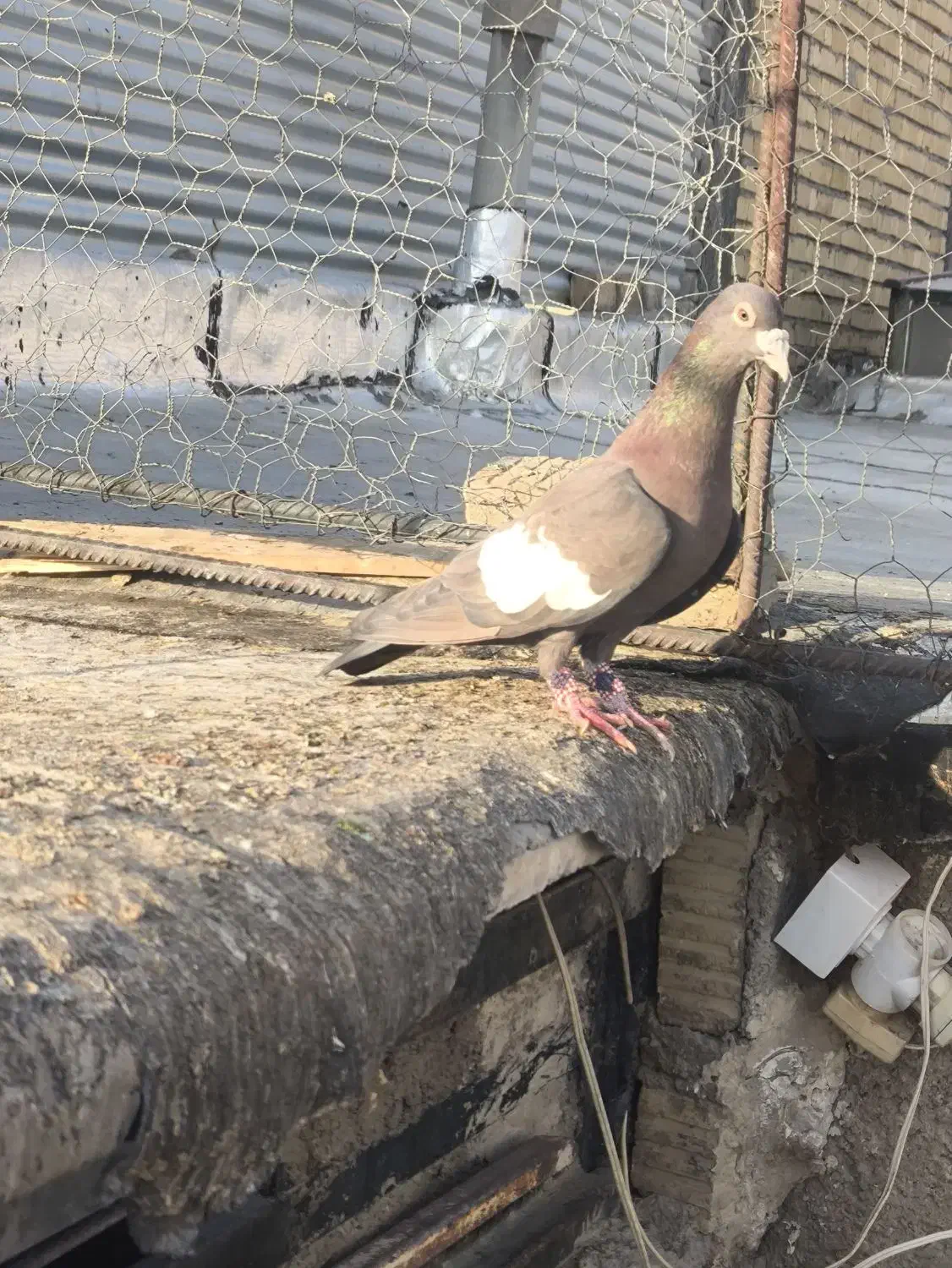 سرک تافته ای|پرنده|مرودشت, شهرک مهدیه|دیوار