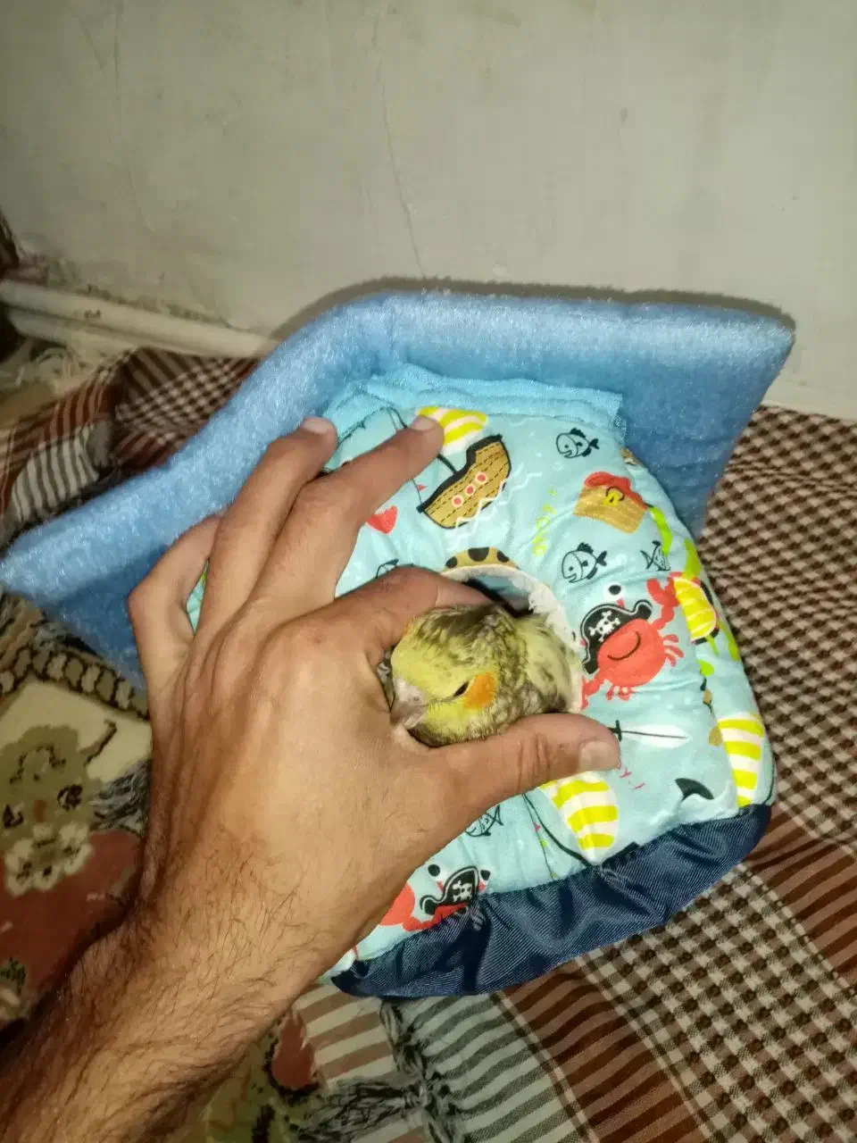 Box ولونه عروس وکوتوله|لوازم جانبی حیوانات|مشهد, امیرآباد|دیوار