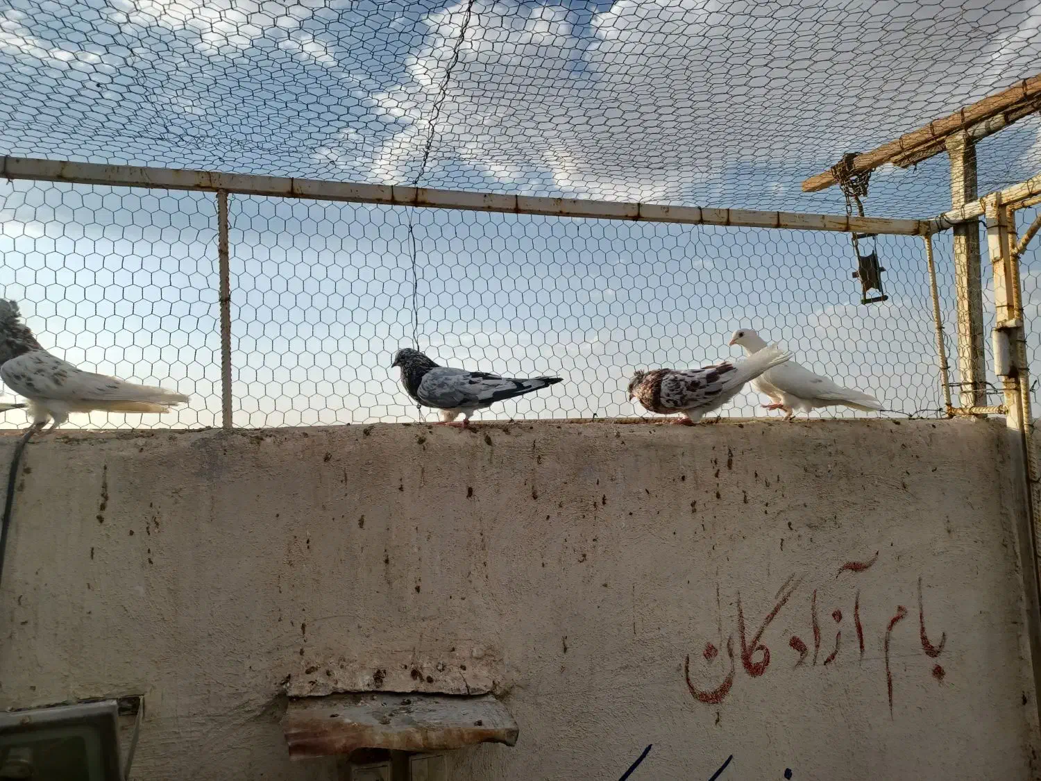 سرور ساعت سنگین|پرنده|مبارکه, |دیوار