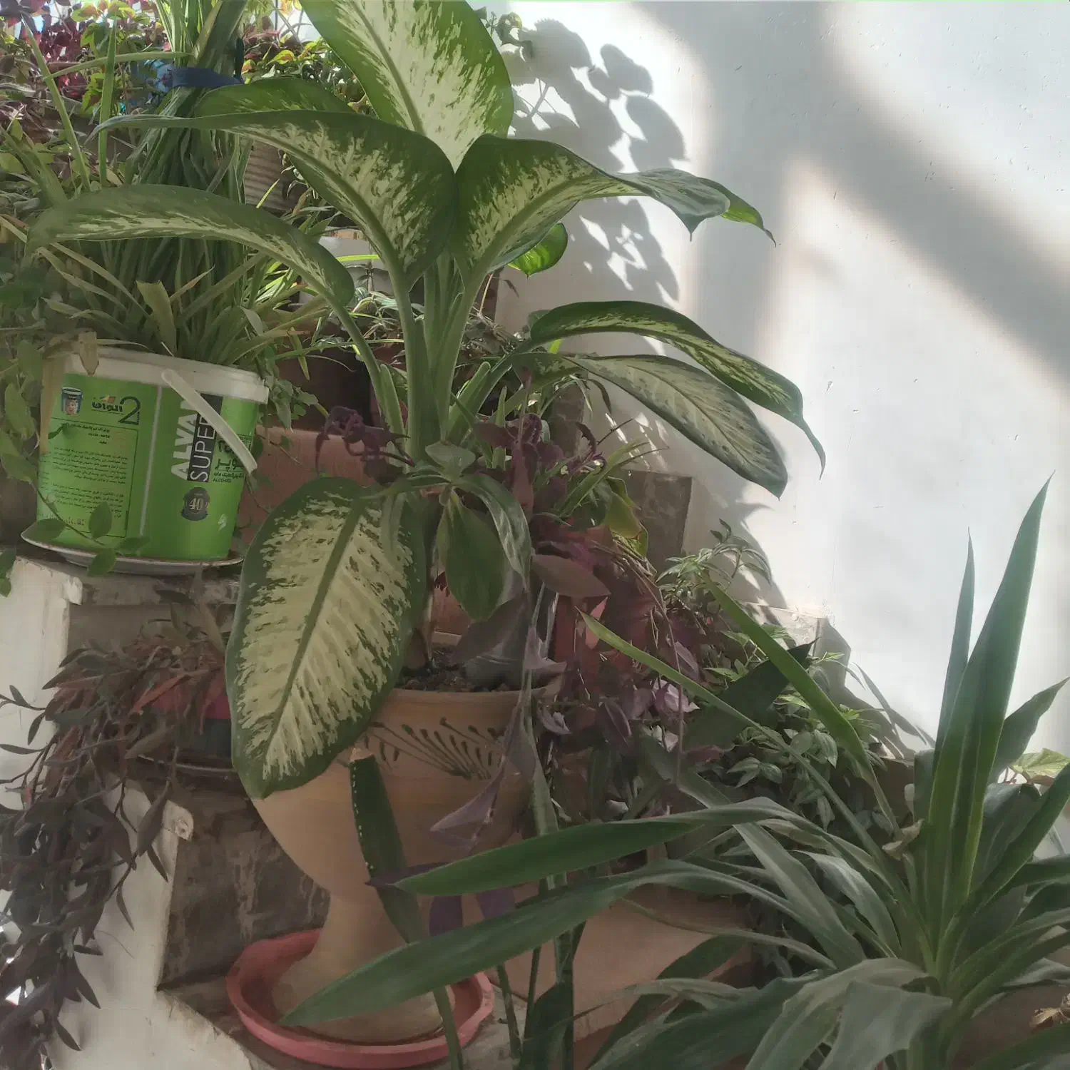 گل های اپارتمانی|گل و گیاه طبیعی|نورآباد, |دیوار