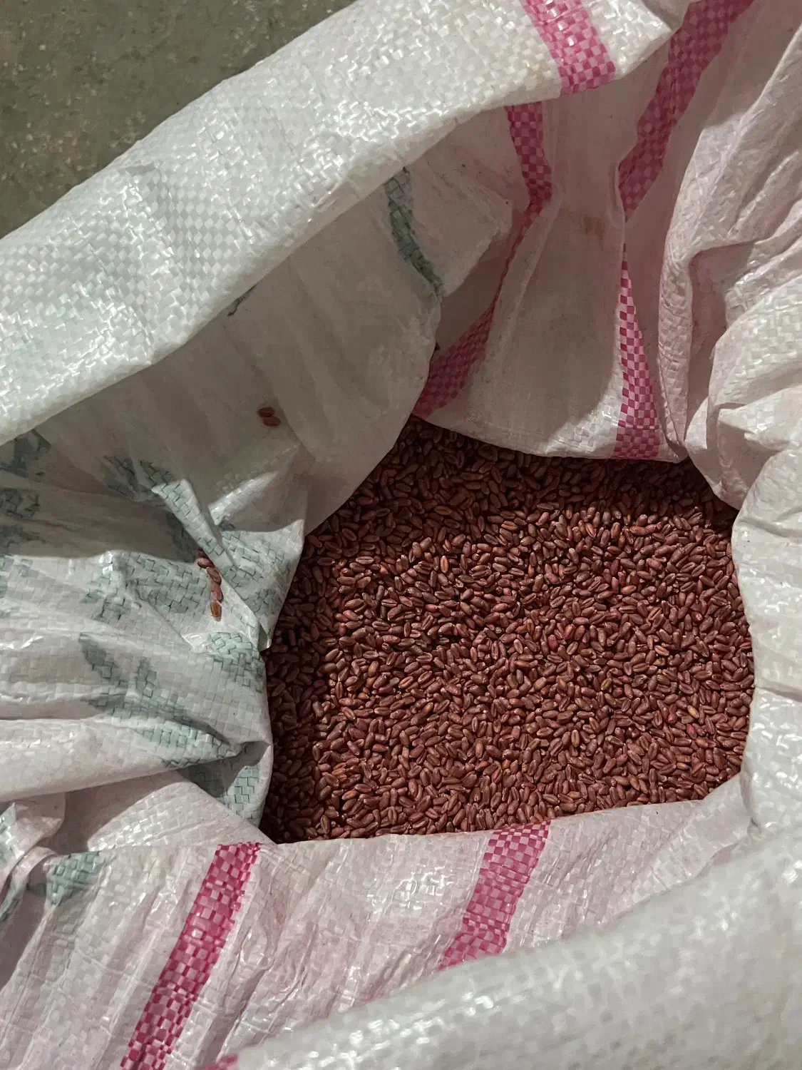 بذر گندم فرانسه مادری|خدمات باغبانی و درختکاری|سرپل ذهاب, |دیوار