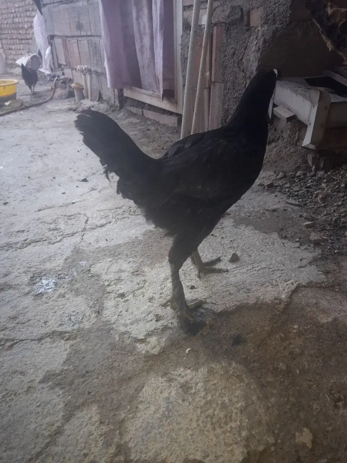 جوجه مرغ وخروس محلی اردک خارجی|حیوانات مزرعه|گرگان, |دیوار