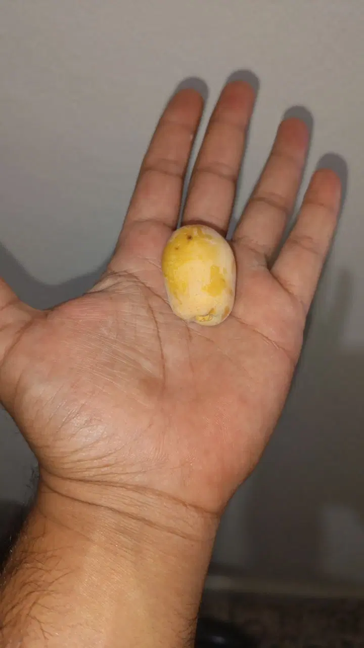 خرما|خوردنی و آشامیدنی|شاهرود, |دیوار