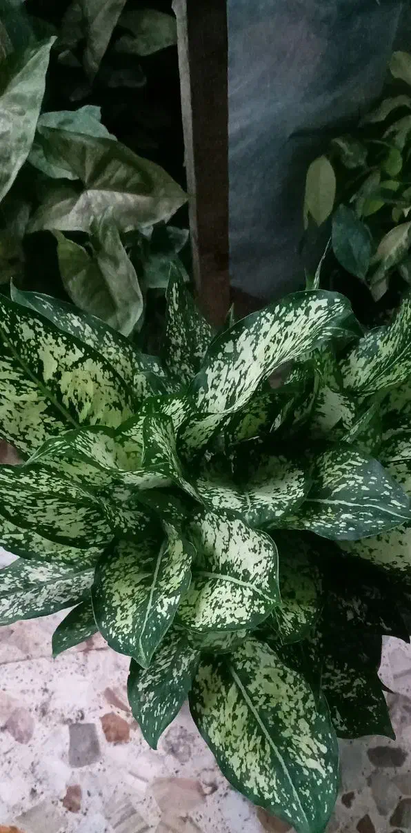 گلهای اپارتمانی باکیفیت وخاص|گل و گیاه طبیعی|سورک, |دیوار