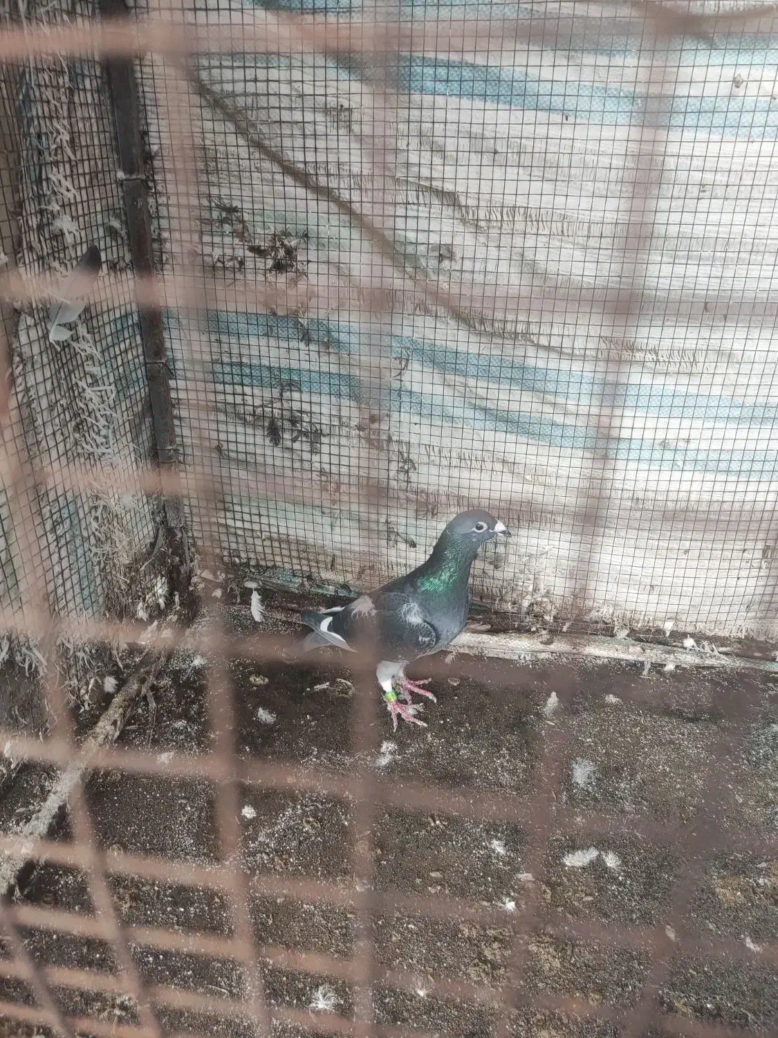 کبوتر شکارشده|حیوانات|مراغه, |دیوار