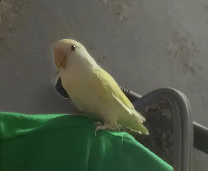 پرندگان زینتی|پرنده|مشهد, شهرک رازی (شهرک غرب)|دیوار