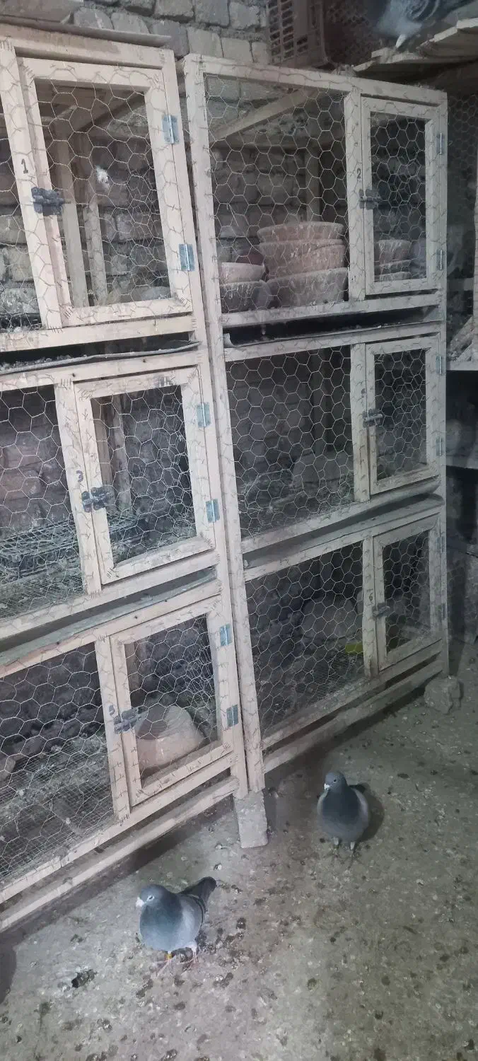 جفت کن کبوتر|لوازم جانبی حیوانات|تاکستان, |دیوار