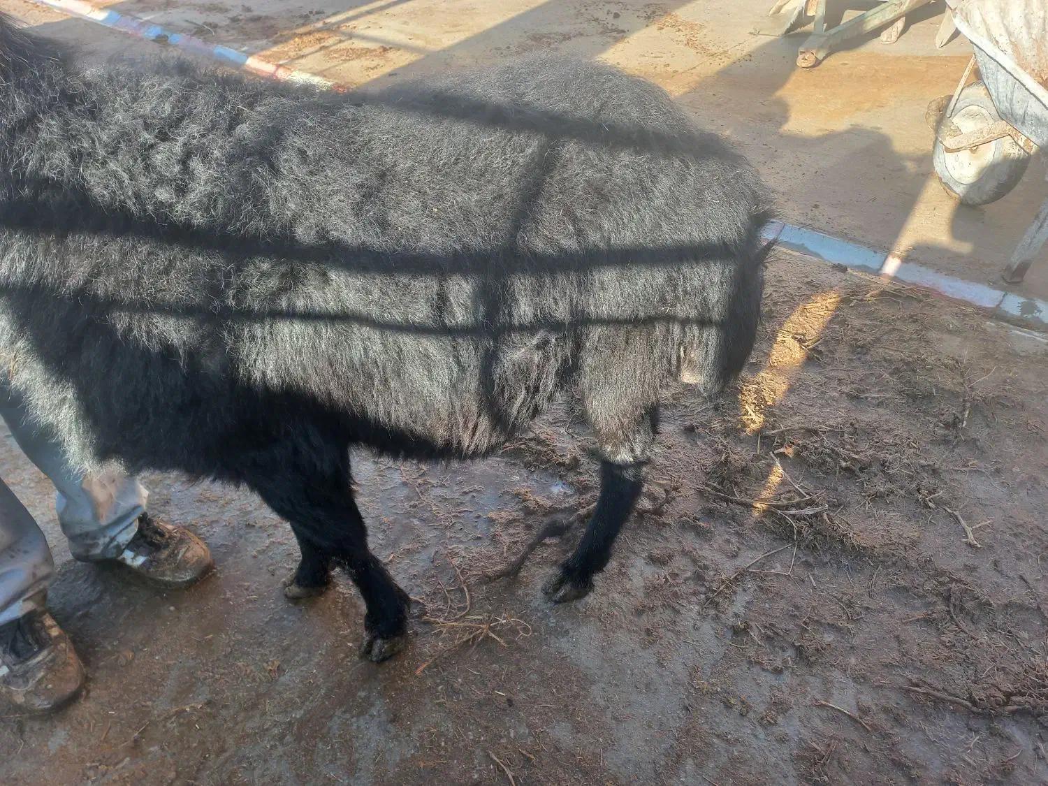 قوچ قره قزل|حیوانات مزرعه|لیلان, |دیوار