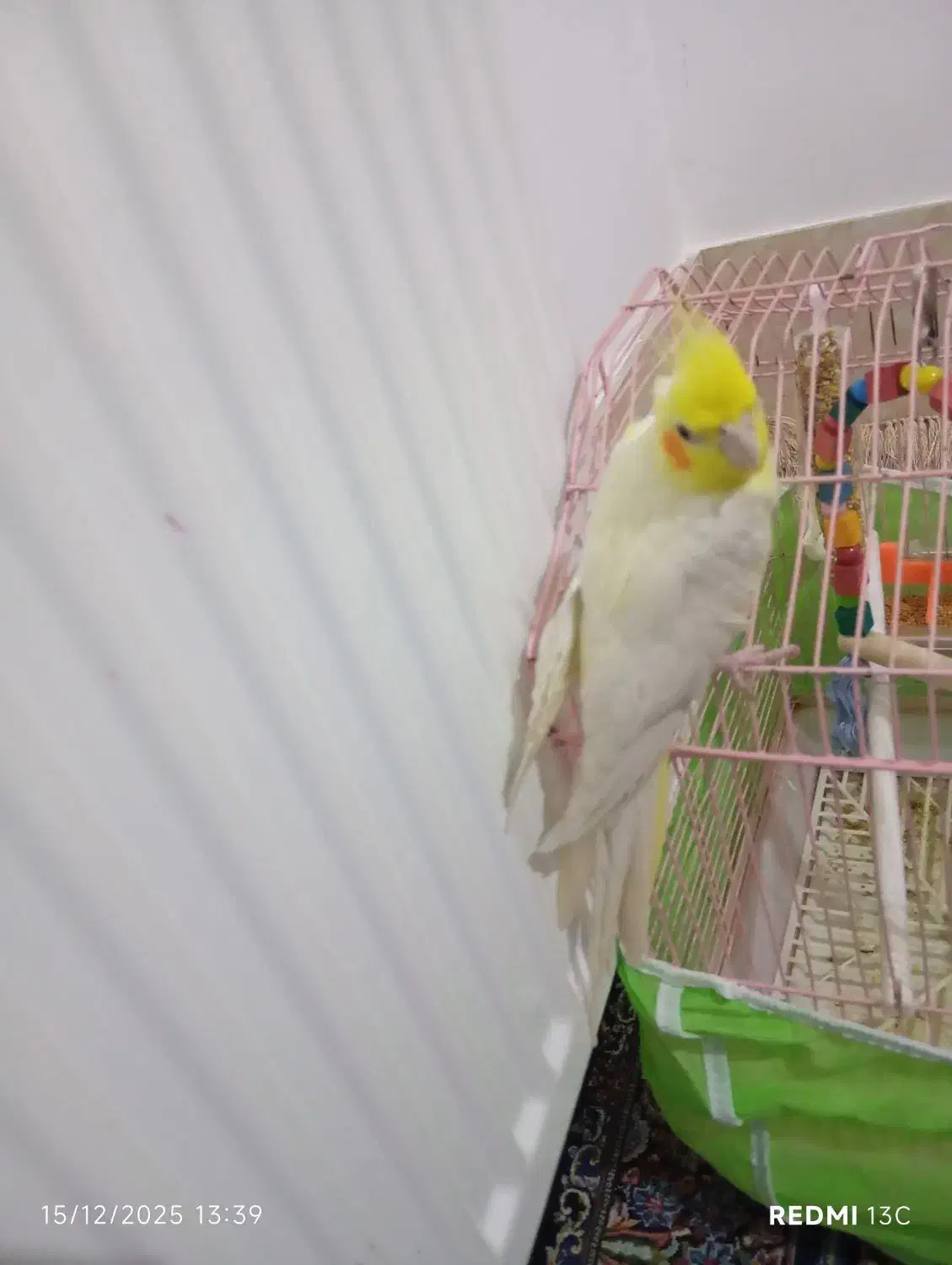 عروس هلندی|پرنده|سردشت, |دیوار