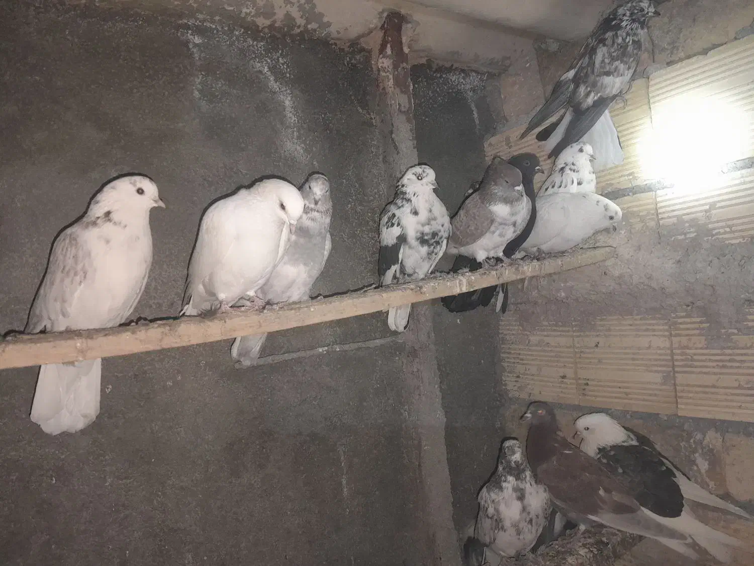 غریب کیری تیر ماهی|پرنده|خنداب, |دیوار