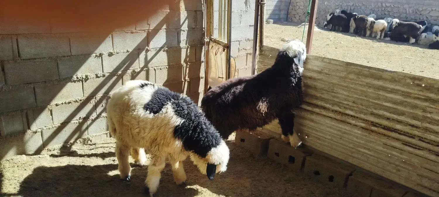 بره قوچی ذات دار|حیوانات مزرعه|وردشت, |دیوار