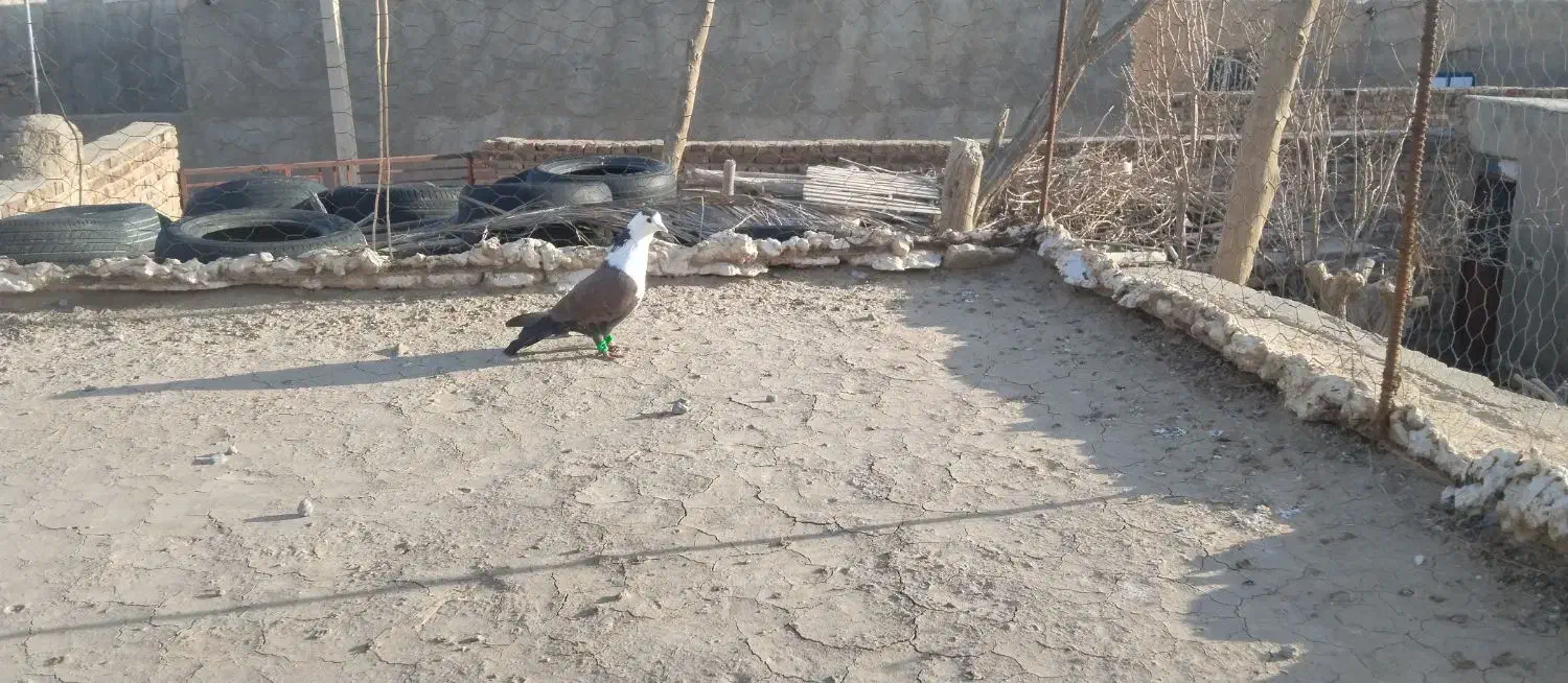 کربلایی فروشی|حیوانات|زاهدان, |دیوار