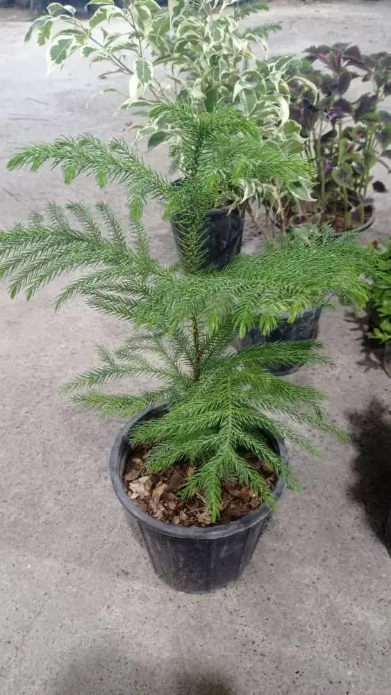 فروش گل|گل و گیاه طبیعی|میناب, |دیوار