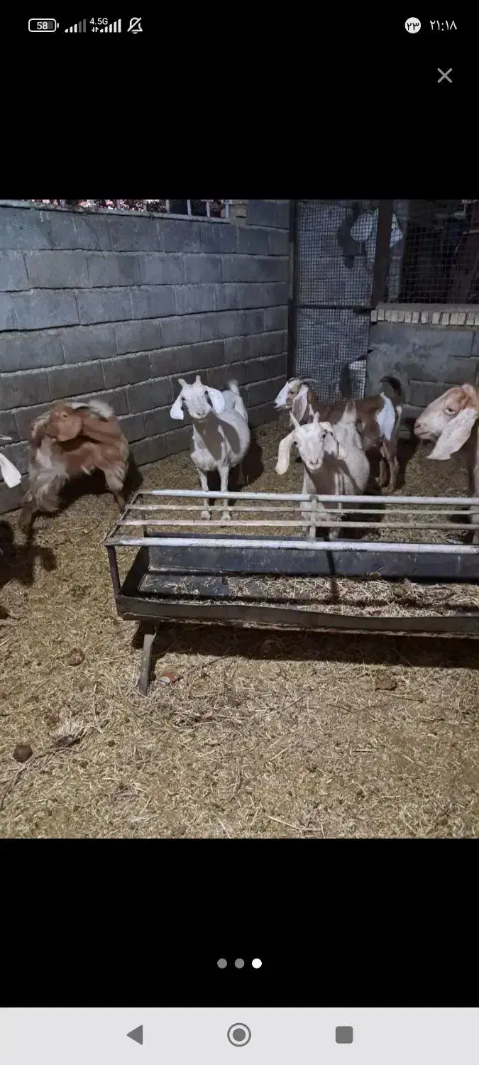 تعدادی بزافغانی جوان|حیوانات مزرعه|کاشان, خرمدشت|دیوار