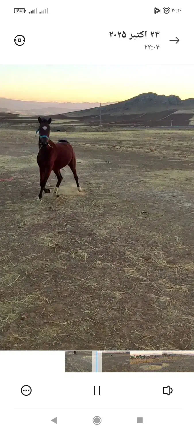 اسب|اسب و تجهیزات اسب‌سواری|کرمانشاه, |دیوار