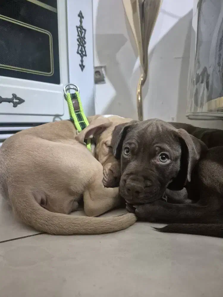 توله پیت بول|سگ|کرج, حیدرآباد|دیوار