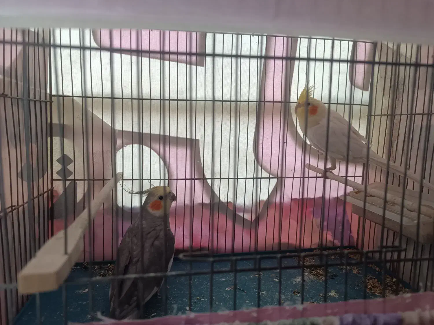 عروس هلندی جفت|پرنده|مراغه, |دیوار