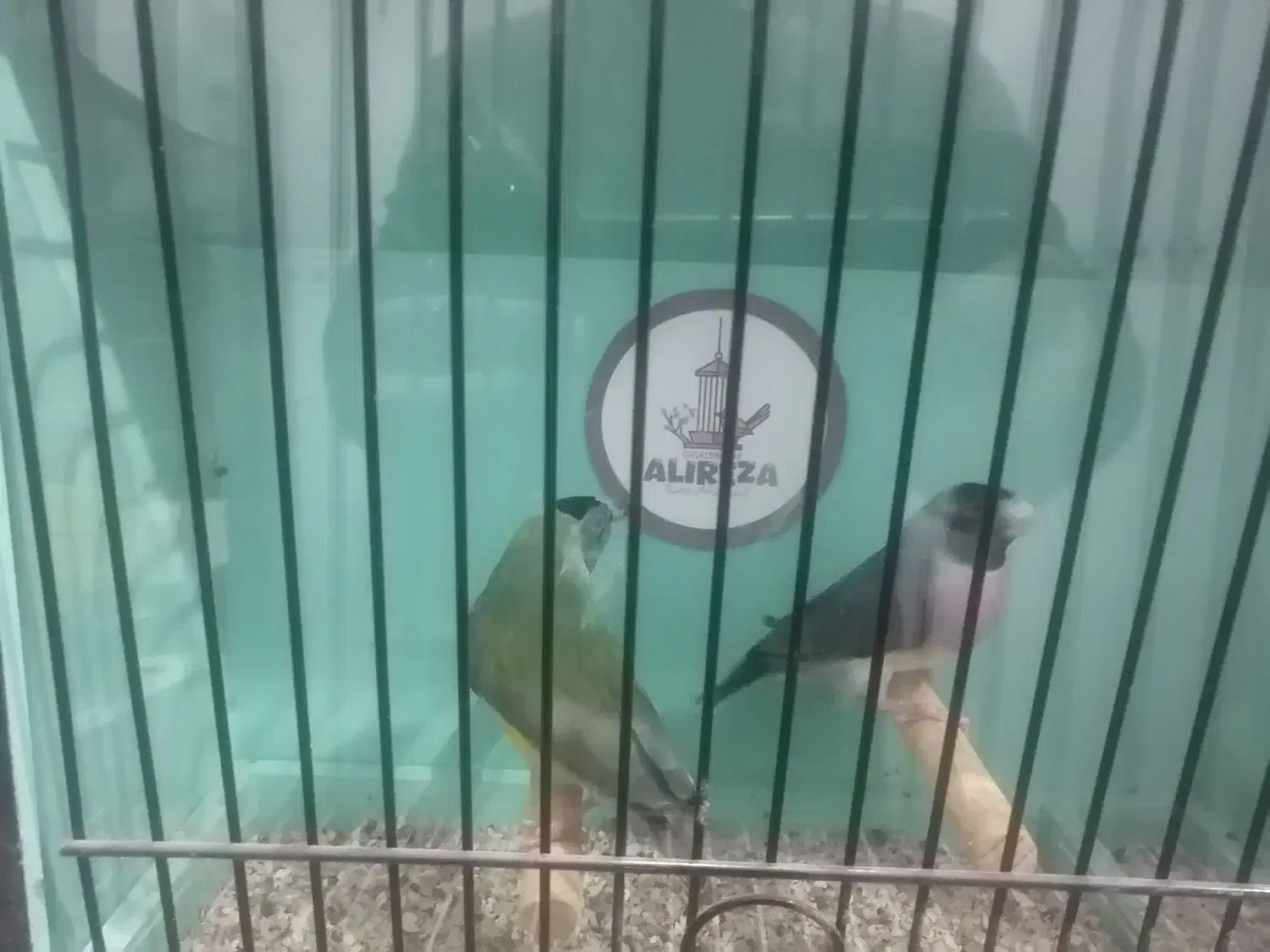 فنچ گلدین|پرنده|مشگین شهر, |دیوار