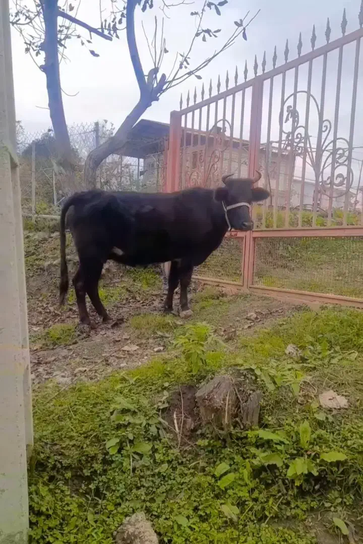 گاو شکم دار|حیوانات مزرعه|تالش, هشتپر|دیوار