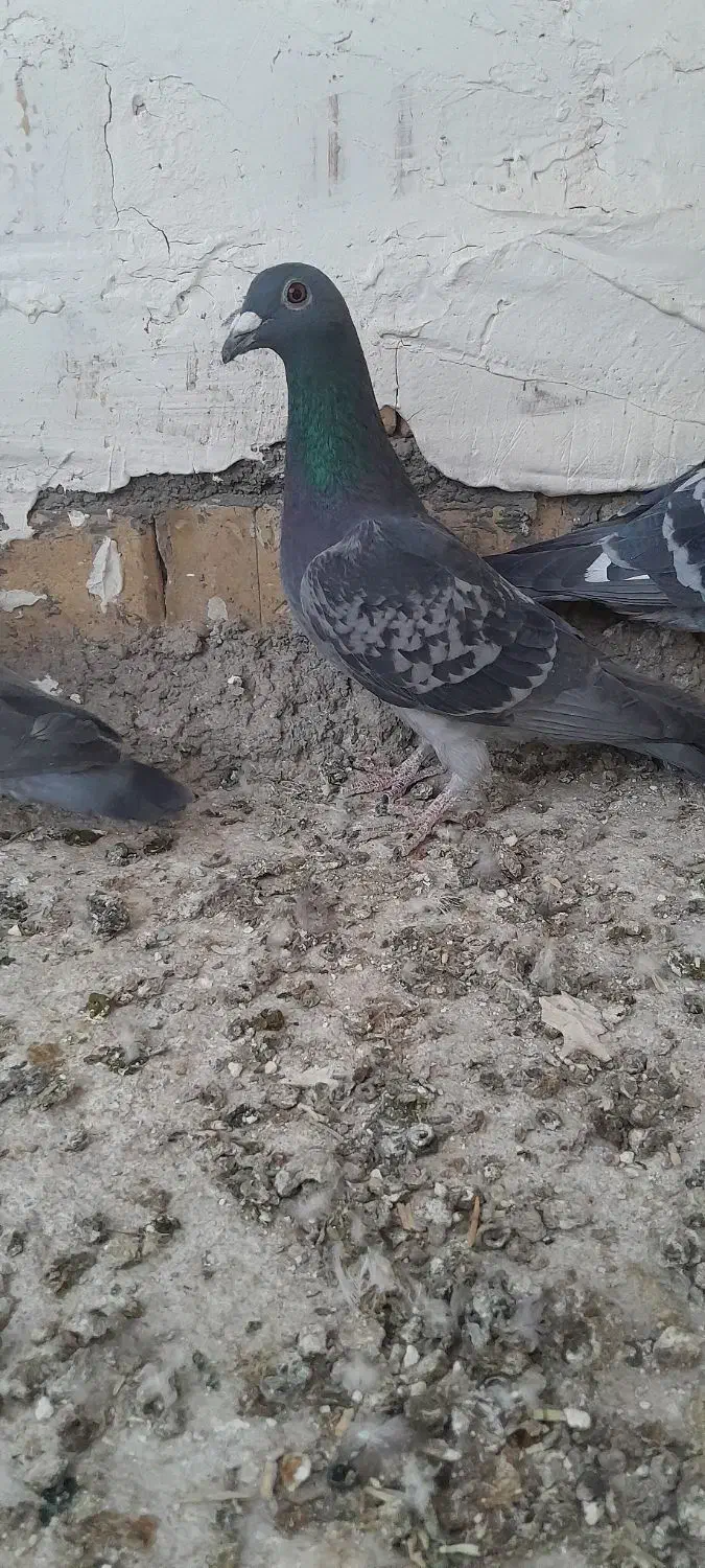 سبز آلمان|پرنده|خواف, |دیوار