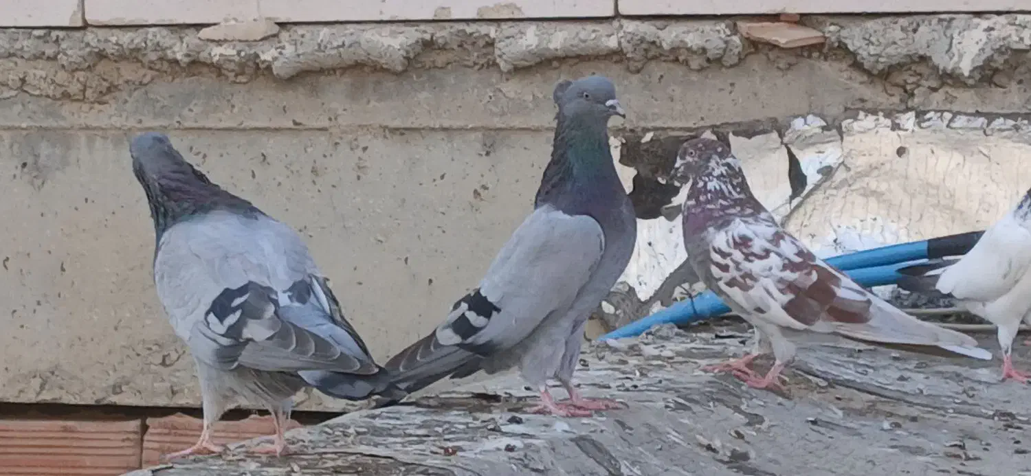 کبوتر|پرنده|پارسآباد, |دیوار