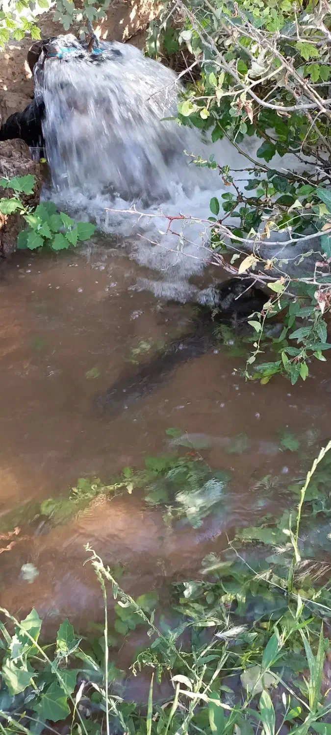 باغ انگور|فروش دفتر صنعتی، کشاورزی، تجاری|دشتابی, |دیوار