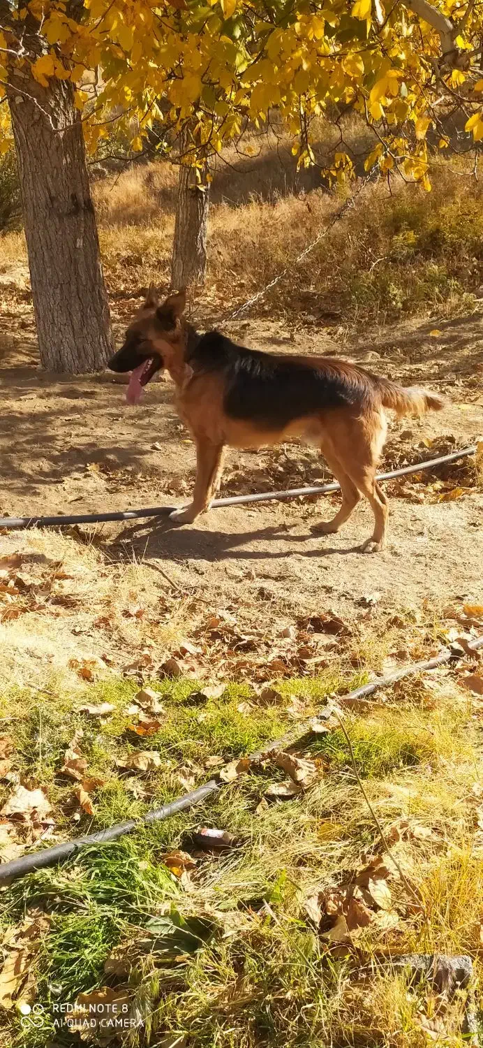 سگ ژرمن|سگ|بهار, |دیوار