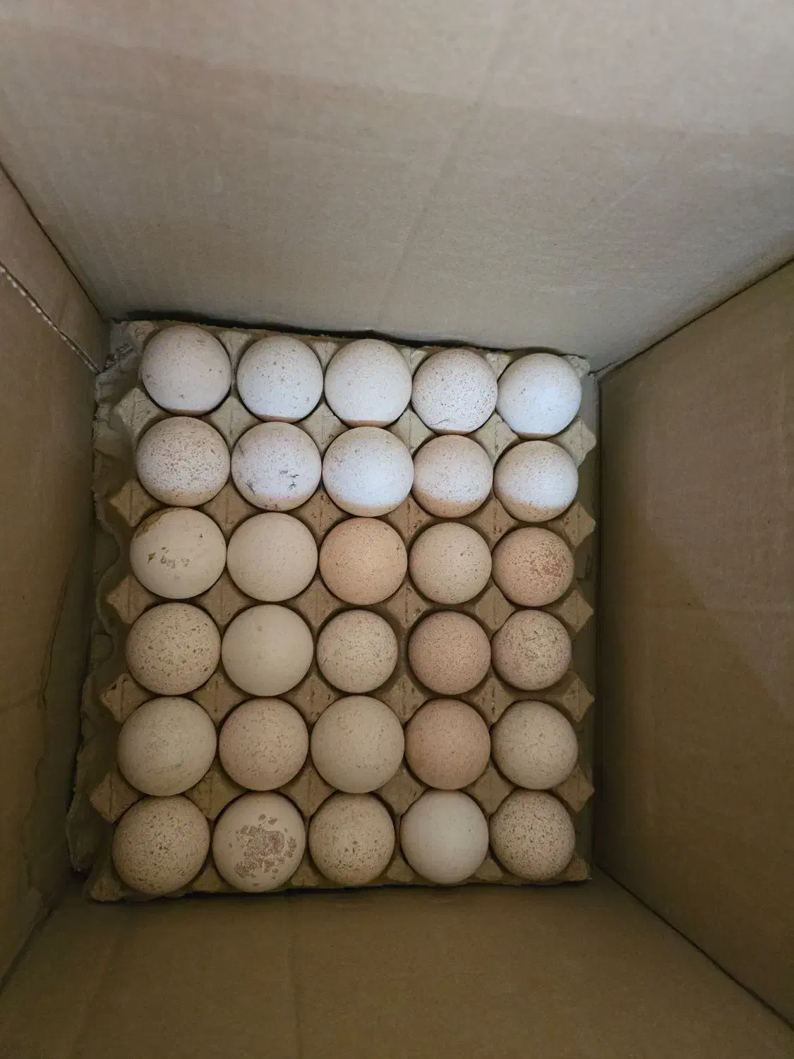 تخم نطفه دار بوقلمون برنز|حیوانات مزرعه|رامشیر, |دیوار