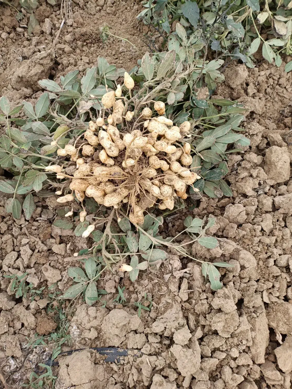 فروش بادام زمینی اعلا درجه یک  با تناژ بالا|عمده‌فروشی|گرمادوز, |دیوار