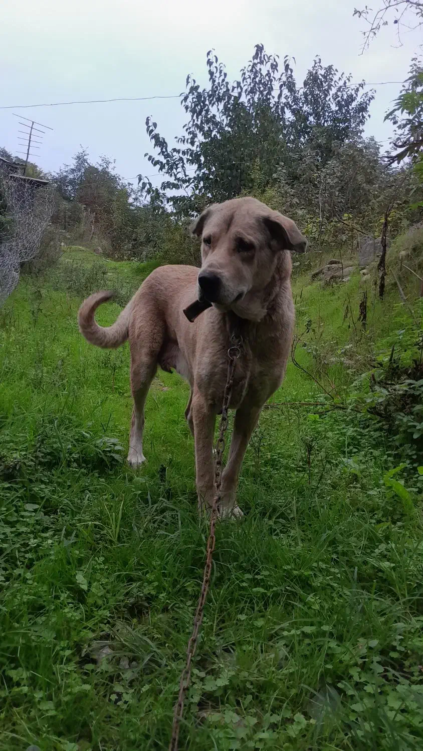 سگ ماده پژدر اصیل معاوضه|سگ|نوشهر, |دیوار