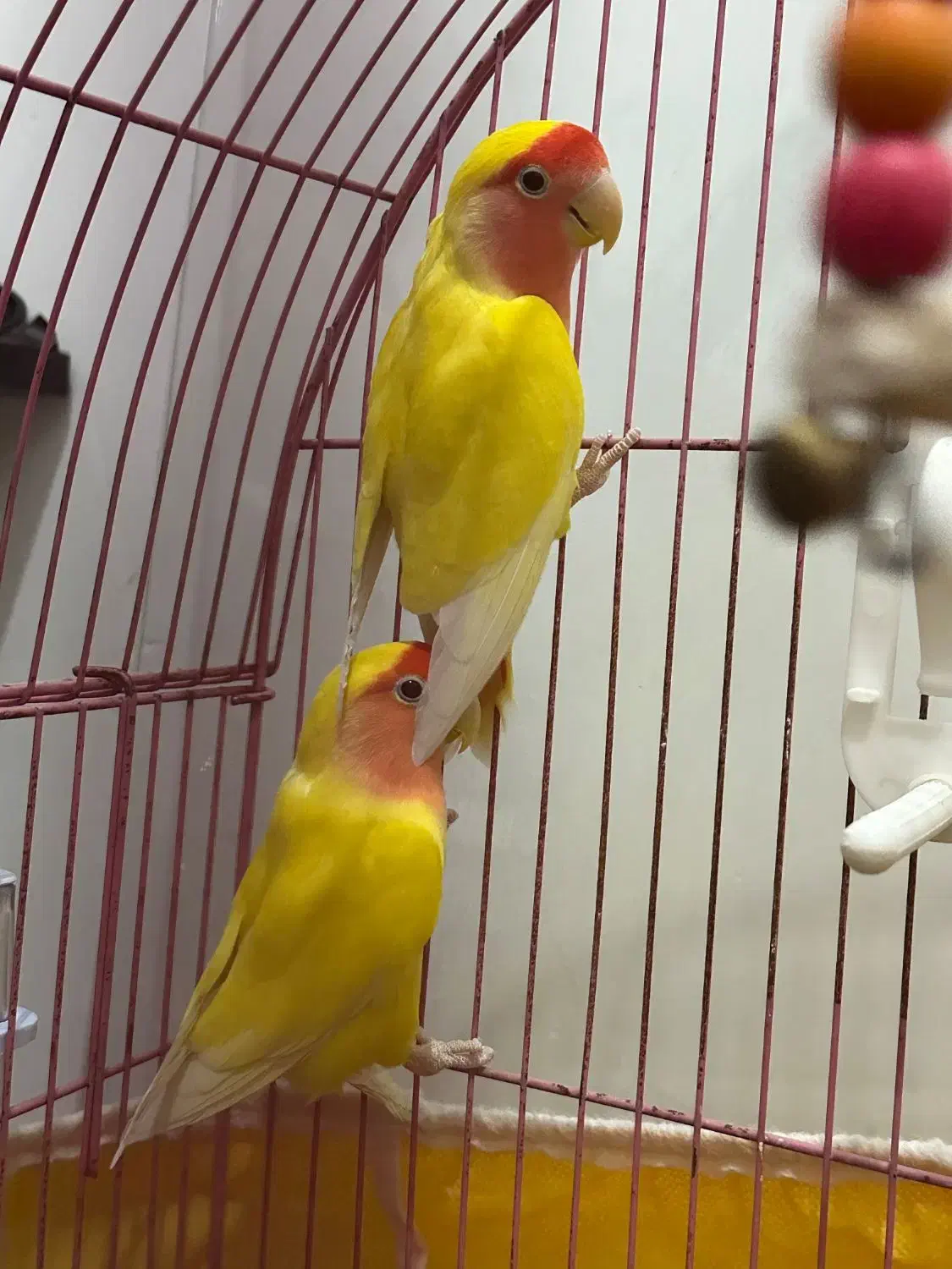 کوتوله برزیلی هلویی|پرنده|خمینیشهر, |دیوار