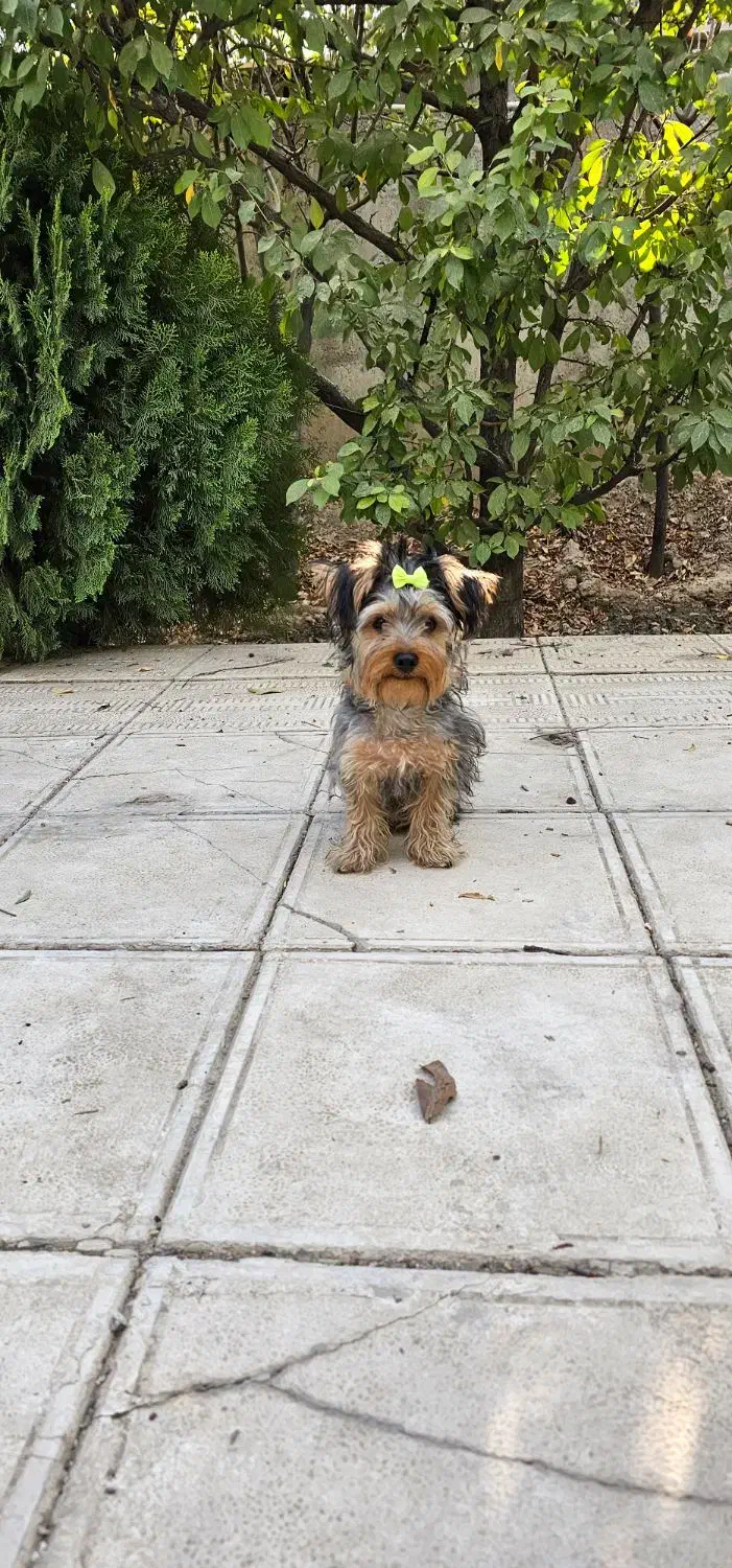 سگ یورکشایر عروسکی|سگ|ماهدشت, |دیوار