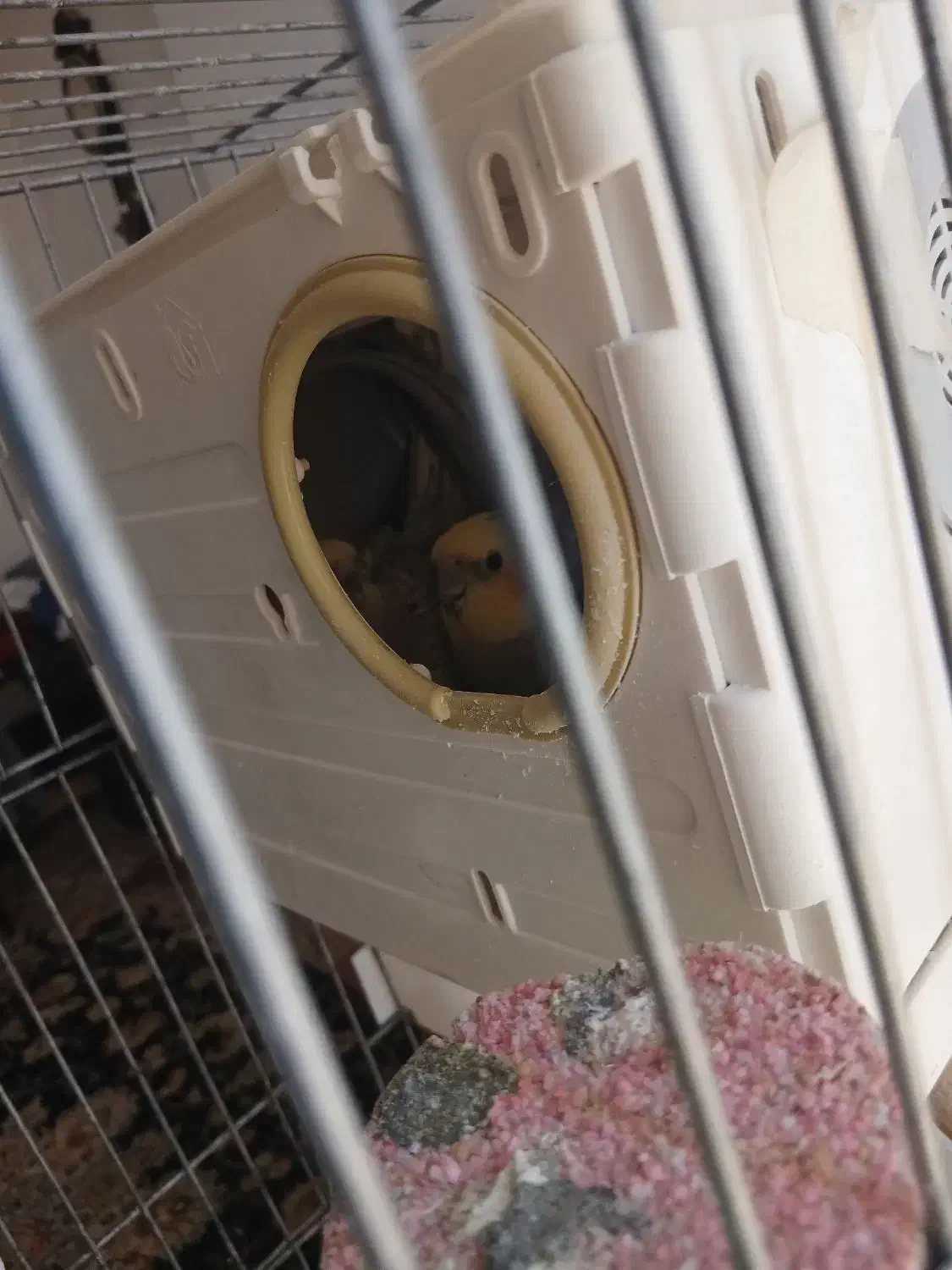 جفت نرو ماده ی عروس هلندی با ۵ تا تخم|پرنده|داراب, |دیوار