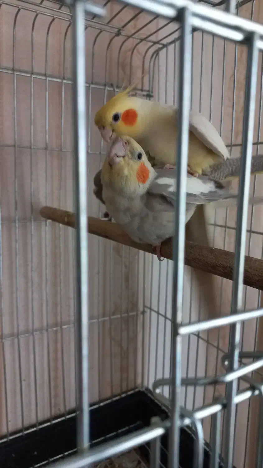 لوتینو نر مست مست آماده جفت گیری|پرنده|صباشهر, |دیوار