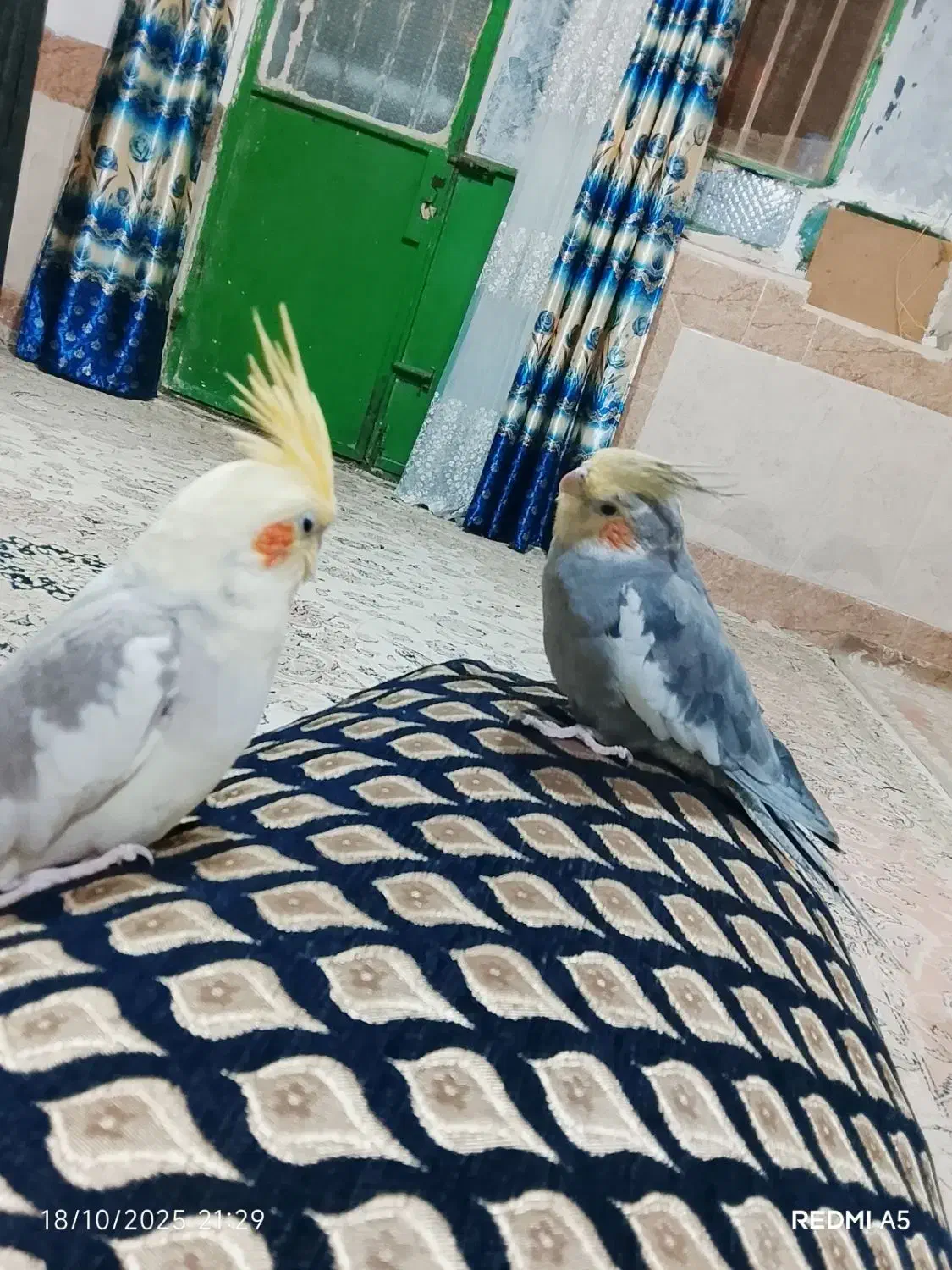 عروس هلندی|پرنده|نیمروز, |دیوار