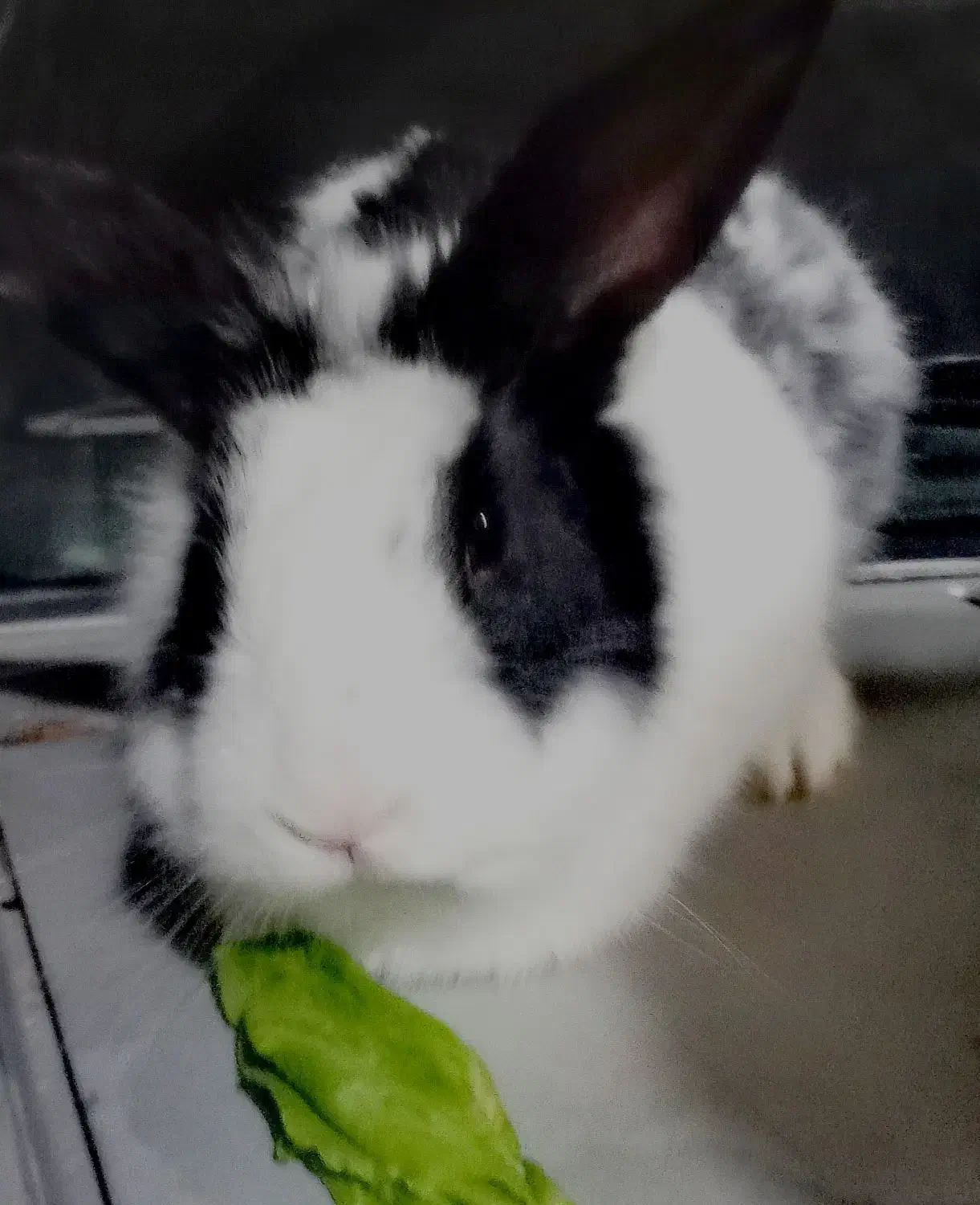 خرگوش|موش و خرگوش|بردسکن, |دیوار