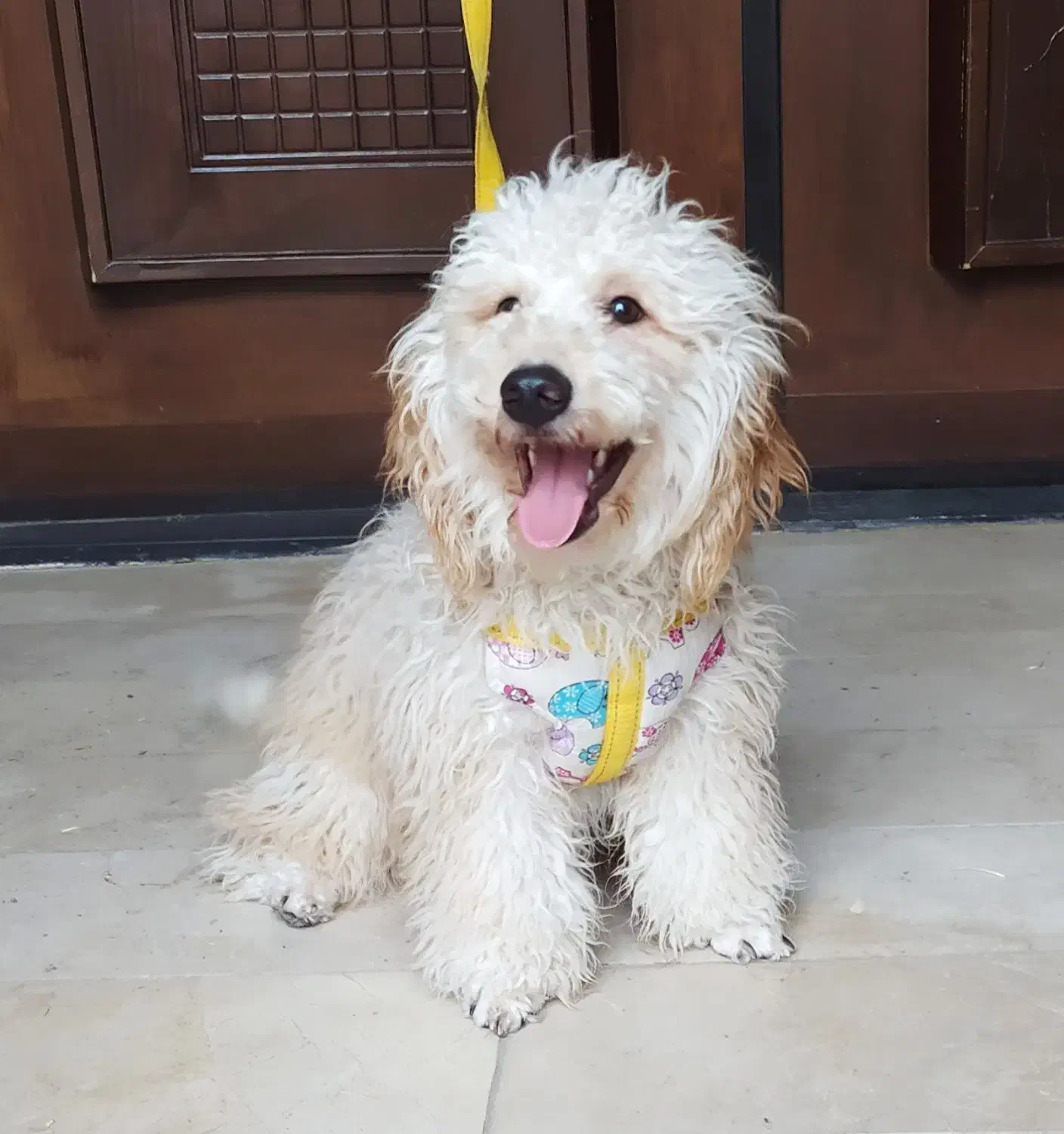 پودل نر ۱۰ ماهه|سگ|قزوین, |دیوار