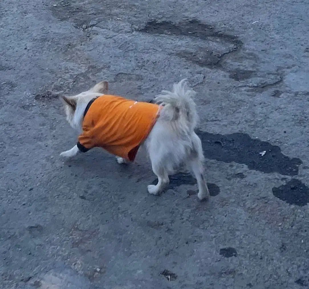 سگ پامرانین|سگ|قم, آزادگان|دیوار