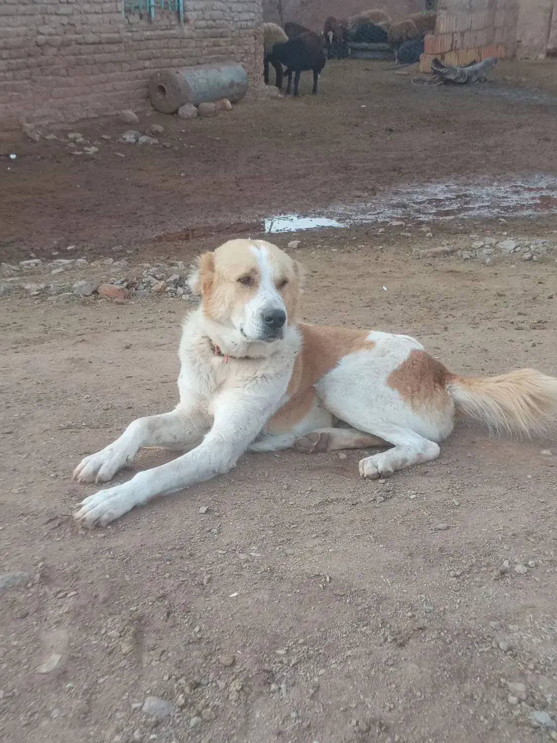 سگ ترکمن|سگ|مشکان, |دیوار