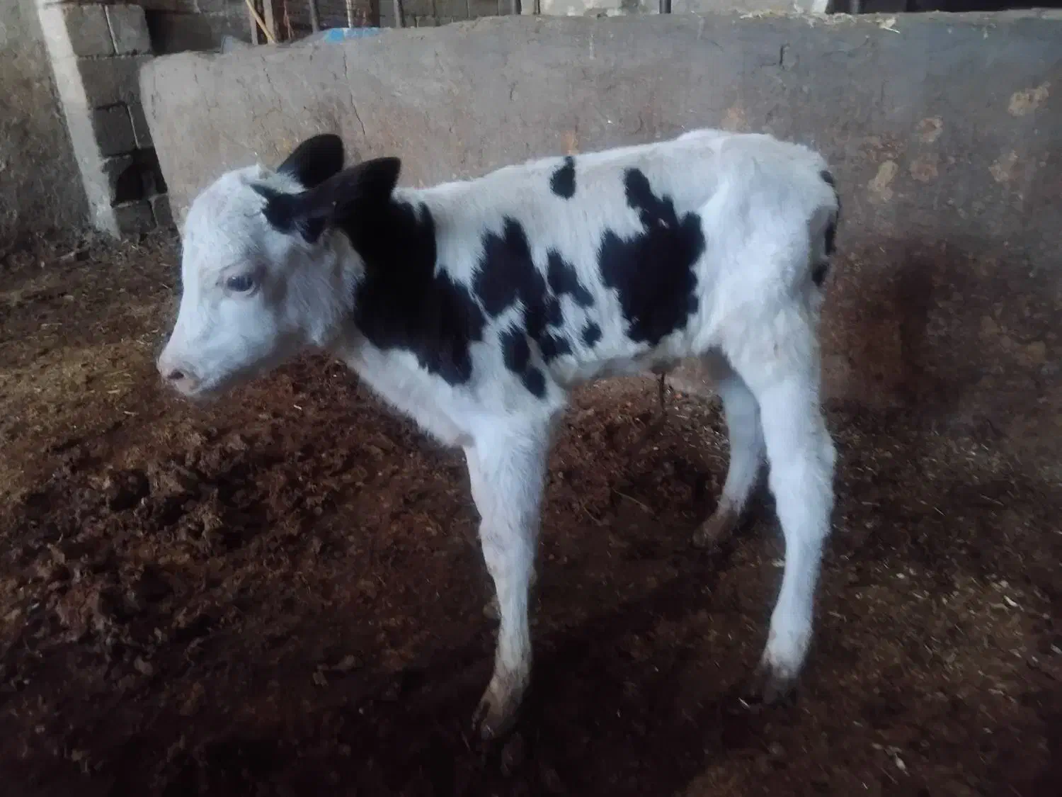 گوساله شیری سمینار درجه یک|حیوانات مزرعه|شازند, |دیوار