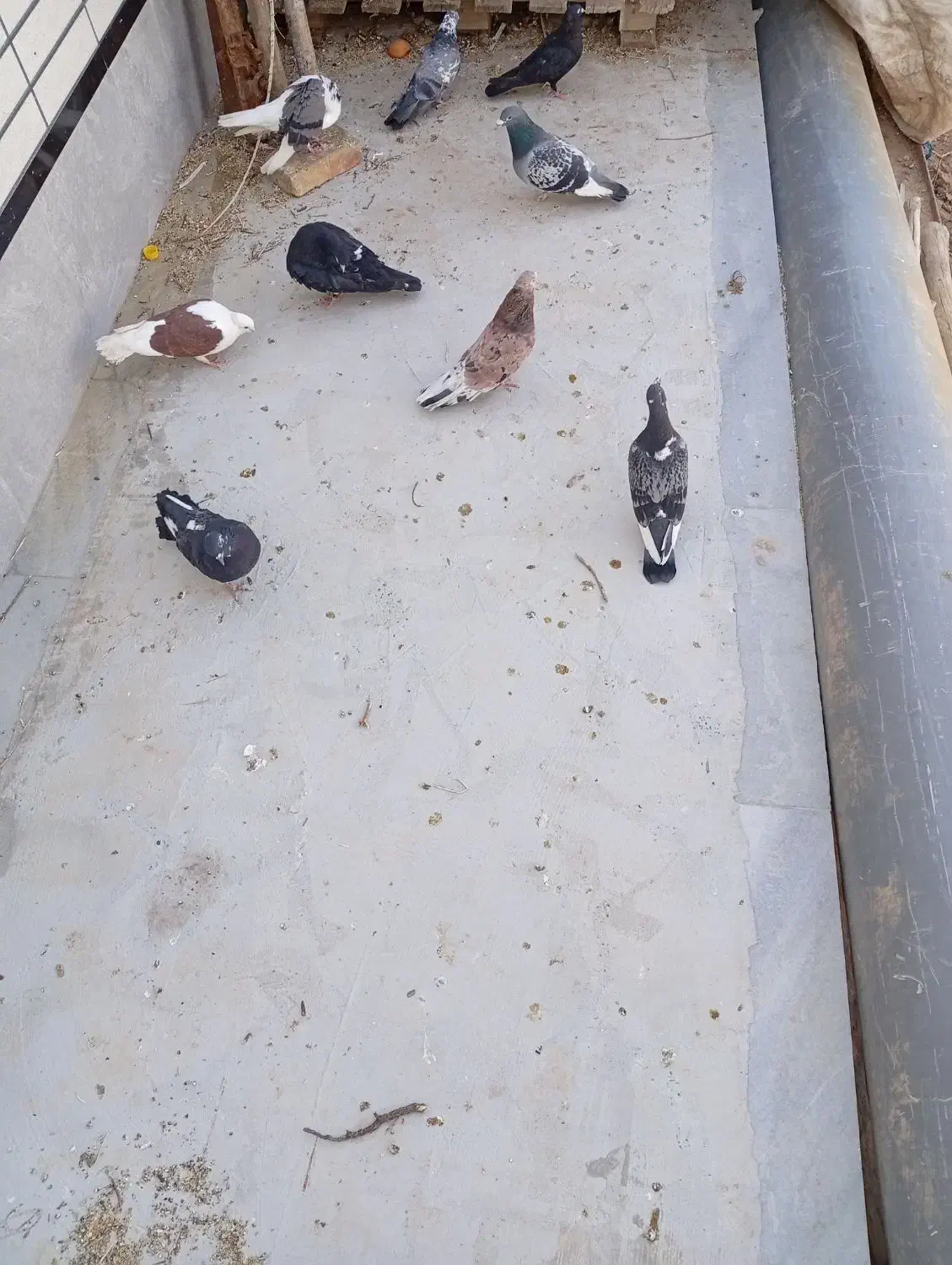 11تا|پرنده|میبد, |دیوار