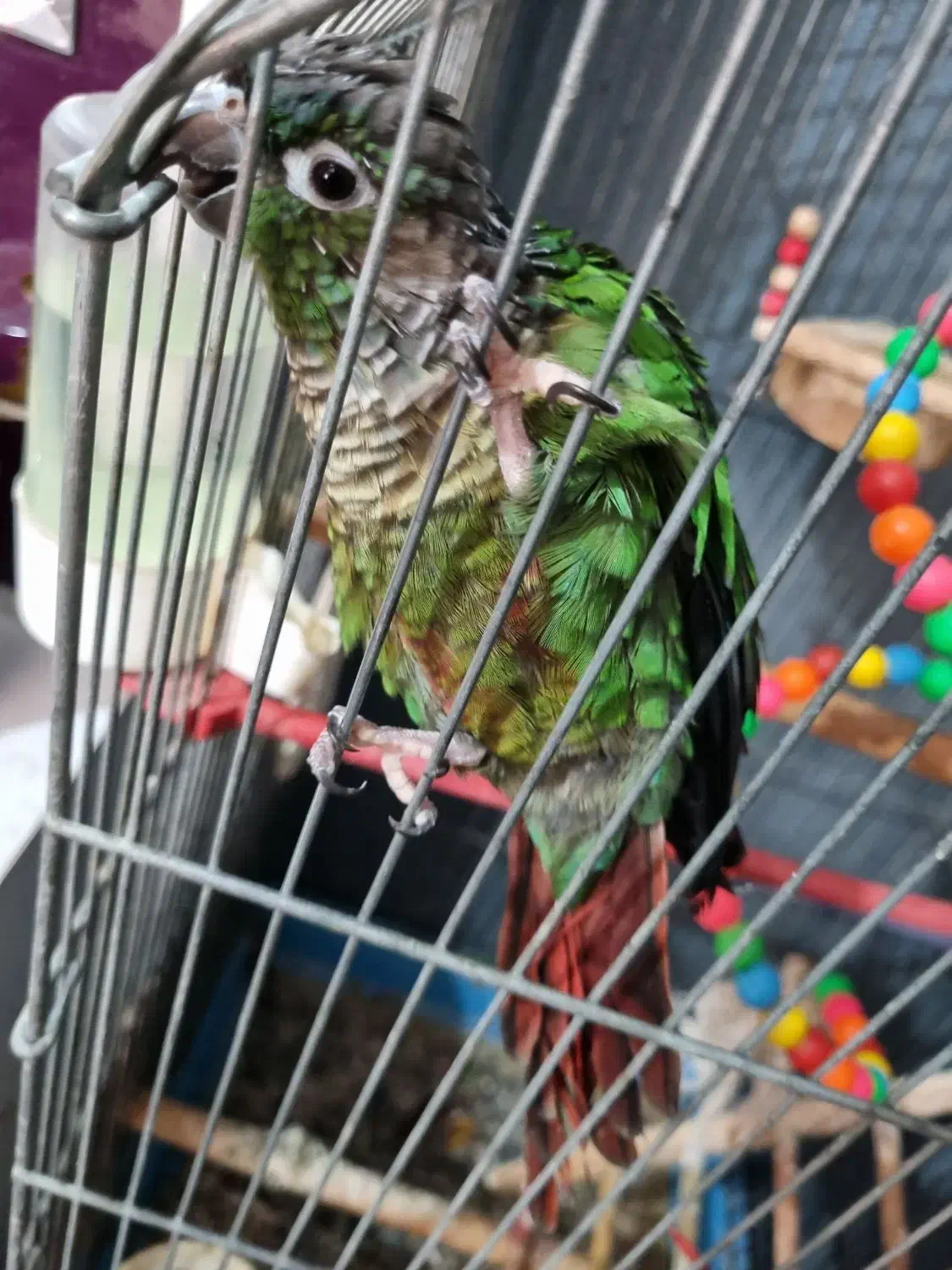 گرینچیک|پرنده|میناب, |دیوار