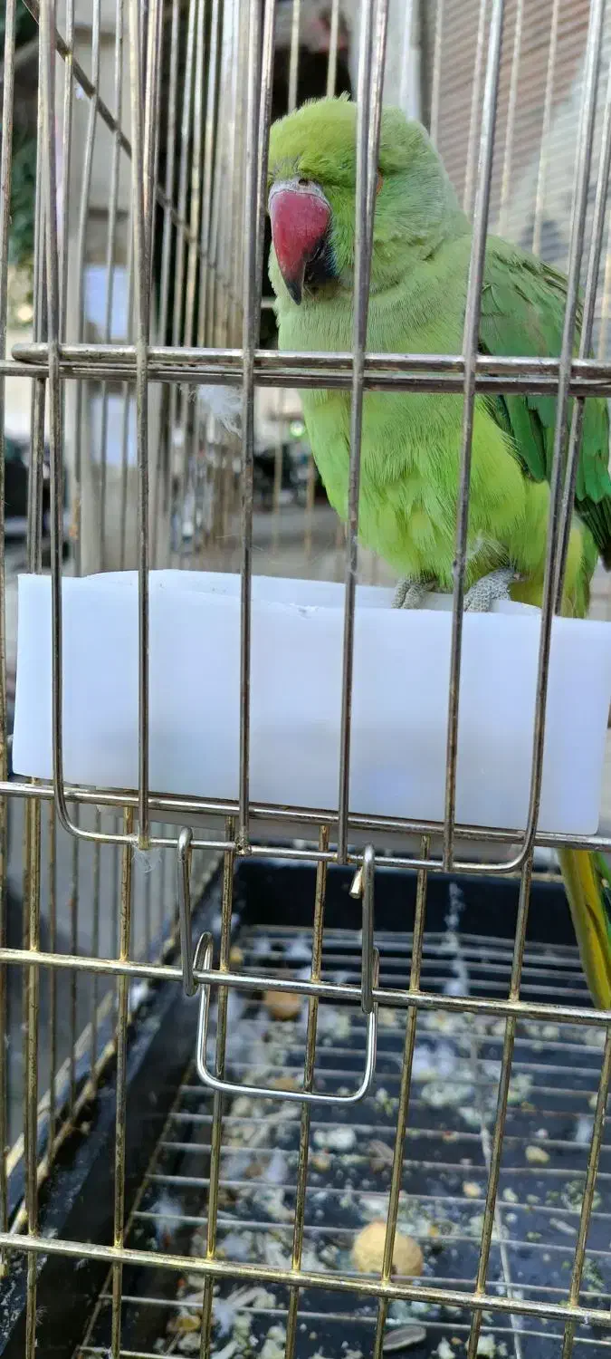 فروش ملنگو نر  اهلی اهلی  ۱۰ماهه.|پرنده|سردشت, |دیوار