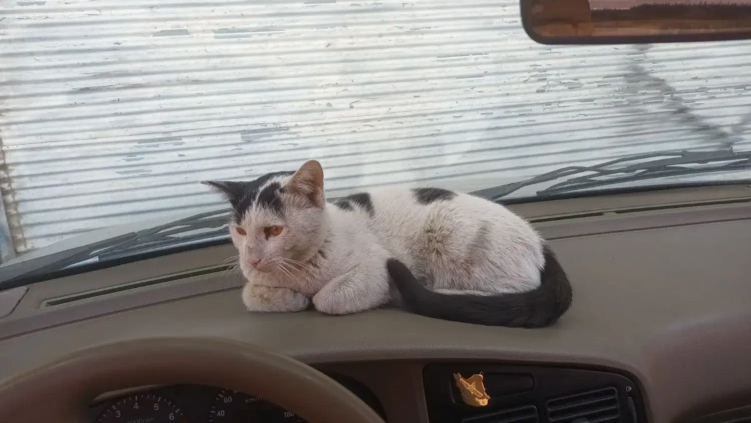 گمشده|گربه|قدس, شهرقدس|دیوار