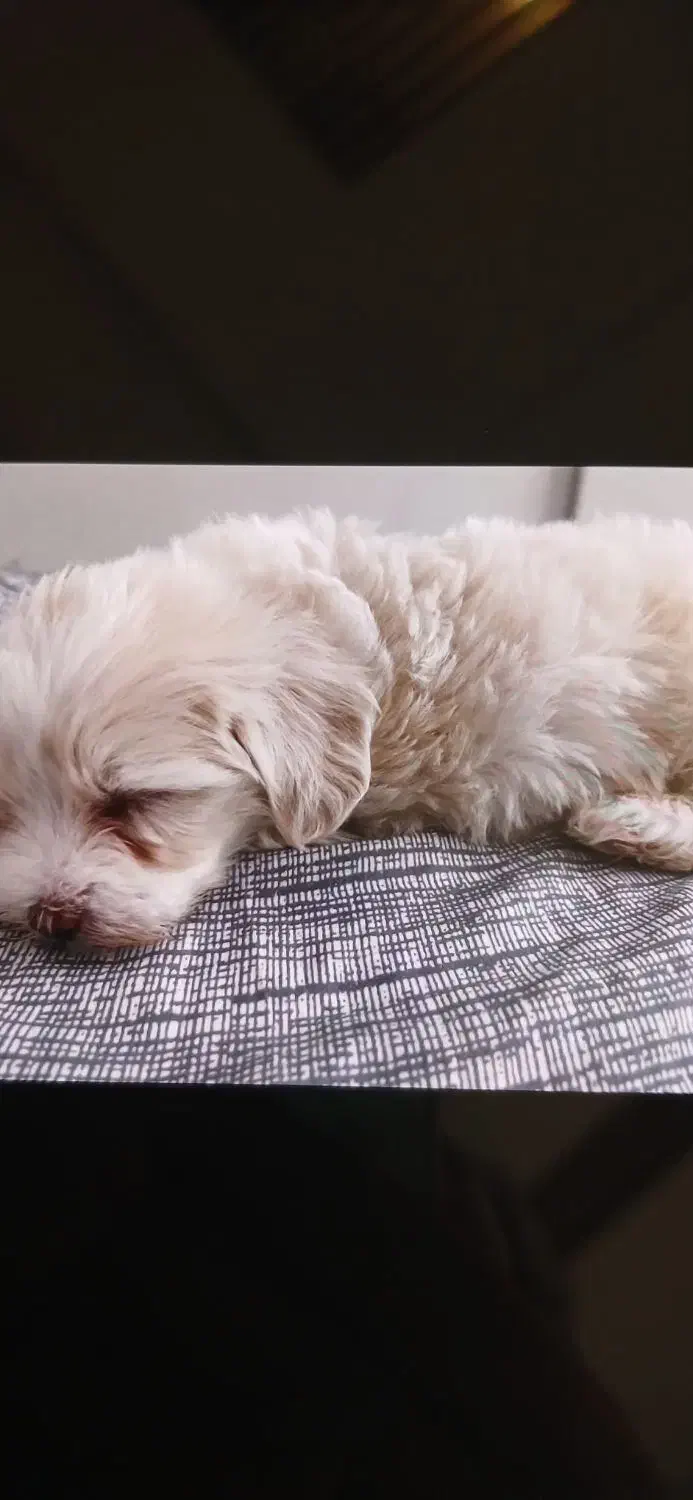 توله سگ|سگ|تهران, تهرانپارس شرقی|دیوار